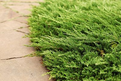 Choosing Shrubs With Drought Tolerance – Drought Tolerant Shrubs For Zone 7 Creeping Juniper, Drought Tolerant Landscape Front Yard, Juniperus Horizontalis, Drought Tolerant Trees, Drought Tolerant Shrubs, Evergreen Groundcover, Shade Landscaping, Zone 7, Drought Tolerant Landscape