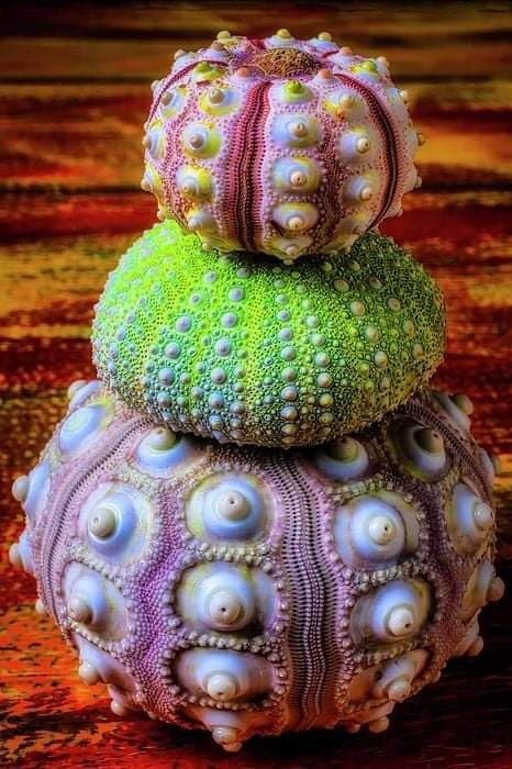 Sea Urchins Art, Sea Life Art, Sea Urchins, Sea Glass Colors, Ocean Treasures, She Sells Seashells, Snail Shell, Underwater Creatures, Shell Pattern