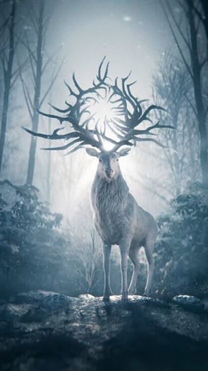 White Stag Shadow And Bone, Bobby Miller, Celtic Fantasy Art, Deer Wallpaper, Deer Photos, Amazing Animal Pictures, Spirit Animal Art, Mystical Forest, Deer Art