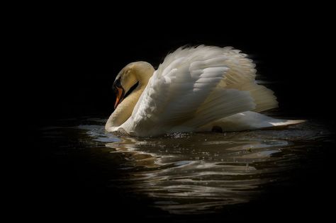 Swan Wallpaper, Mute Swan, White Swan, Swan Lake, Black Swan, Laptop Wallpaper, Swans, Ipad Wallpaper, الرسومات اللطيفة