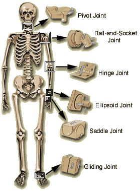 Human Joints, Brain Facts, Medical Student Study, Human Body Anatomy, Medical School Studying, Nursing School Notes, Muscle Anatomy, Human Anatomy And Physiology, Medical Anatomy