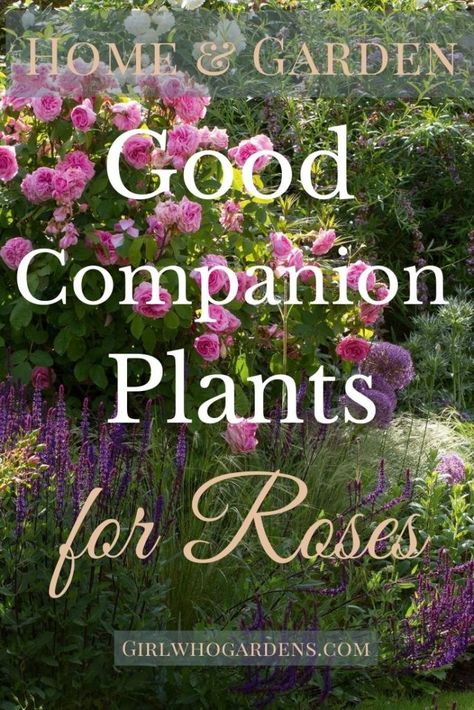 Rose Garden Inspiration, Companion Plants For Roses, Rose Companion Plants, Best Companion Plants, Rose Garden Landscape, Companion Plants, Rose Cottage, Companion Planting, Cool Plants