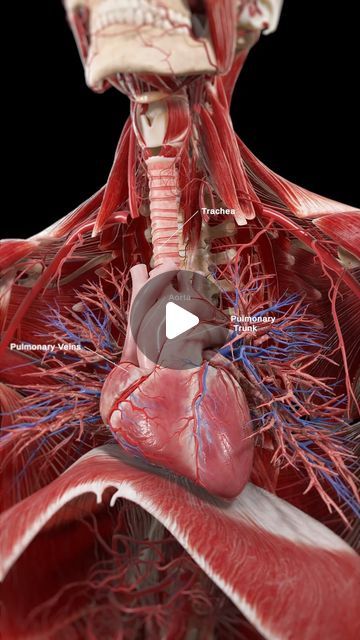 Human Body Organs Anatomy, Body Anatomy Organs, Intestines Anatomy, Human Anatomy Chart, Human Anatomy Model, Anatomy Heart, Human Heart Anatomy, Anatomy Organs, Human Physiology