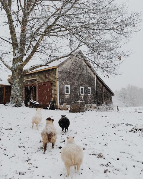 Winter On The Farm, Winter Homestead, Christmas Country, Winter Farm, Maine Winter, Snowy Field, Happy Farm, Rural Living, Farm Lifestyle