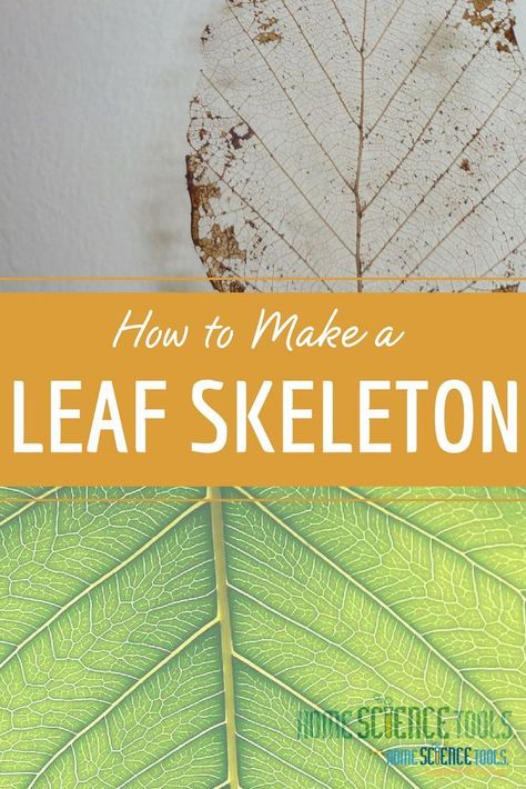 Leaf Lesson Plans, Leaf Science, Botany Science, Leaf Lessons, Garden Science, Beautiful Skeleton, Easy Science Projects, Simple Crafts For Kids, Skeleton Leaves