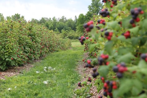 Black Raspberry Trellis, Raspberry Trellis, Wood Chip Mulch, Black Raspberries, Garden Watering System, Mexico House, Watering System, Berry Farm, Farm Photography