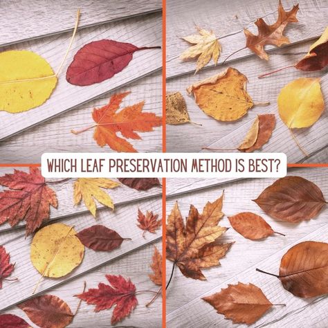 Preserving Fall Leaves: This Method Works Best for Lasting Color - Mod Podge Rocks Preserving Fall Leaves, Preserve Fall Leaves, How To Preserve Leaves, Autumn Leaves Craft, Types Of Wax, 31 October, Pressed Leaves, Leaf Crafts, Vegetable Glycerin