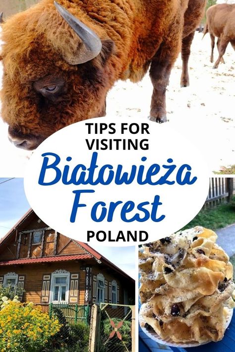 Looking for things to do in Bialowieza Forest? Check out this guide to Puszcza Bialowieska including how to get there, tips for visiting, where to stay, what to eat, and more! Poland Winter, Travel Outfit Spring, Outfits Europe, Bialowieza Forest, Winter Vacation Outfits, Poland Map, Travel Europe Cheap, Eastern Europe Travel, Poland Travel