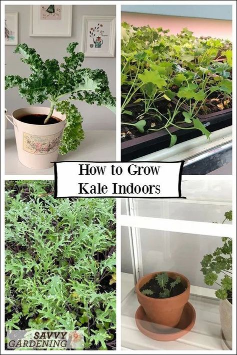 Kale is a great vegetable for indoor growing. Whether you plan to harvest the foliage as baby greens or mature leaves, follow this step by step method for growing kale indoors all year long. #vegetablegardening #gardening Growing Kale Indoors, How To Grow Kale, Garden Techniques, Grow Kale, Kale Plant, Growing Kale, Indoor Vegetables, Edible Wild Plants, Growing Greens