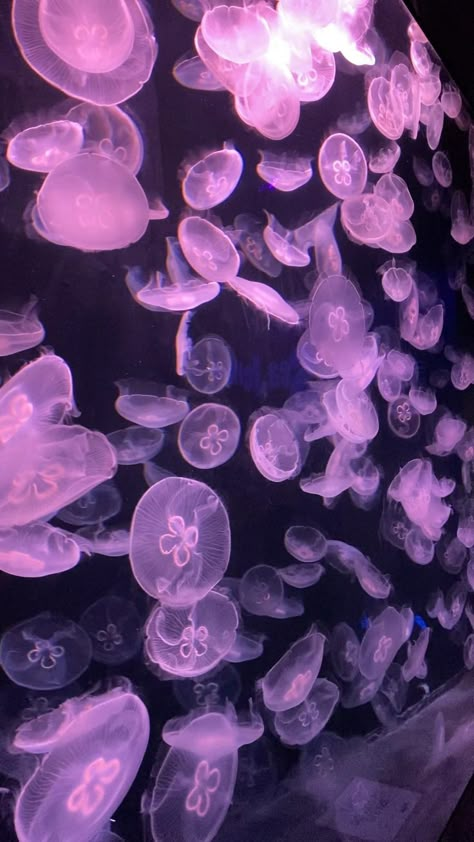 Jellyfish Singapore Aquarium 🤩 #singapore #shorts #jellyfish - YouTube [Video] in 2022 | Sea life artwork, Dark phone wallpapers, Landscape wallpaper Half Life Wallpaper, Tree Of Life Wallpaper, Wallpapers Landscape, Sea Life Artwork, Sea Life Wallpaper, Video Wallpapers, Jellyfish Pictures, Sea Video, Jellyfish Photography