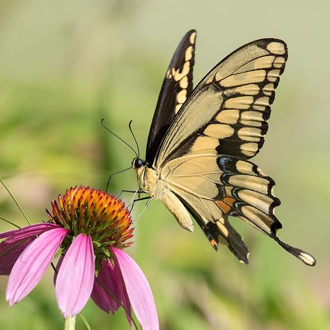 Butterfly Zoomed In, Photo Of Butterfly, Butterfly Reference Photos For Artists, Butterfly Landing On Hand, Butterfly Close Up, Most Beautiful Butterfly Photography, Butterfly On Flower Photography, Butterfly From The Side, Butterfly Reference Photo