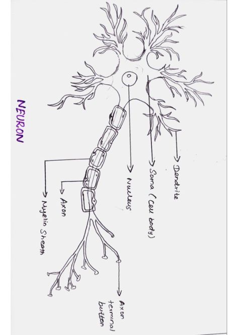 Structure Of Neuron Diagram, Structure Of A Neuron, Neuron Drawing Notes, Synapse Neurons Tattoo, Neuron Diagram Aesthetic, Neuron Tattoo Neuroscience, Biology Drawing Art, Brain Neurons Art, Neurons Aesthetic