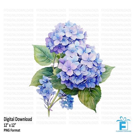 Hydrangea Clipart, Flower Hydrangea, Hydrangeas Art, Watercolor Hydrangea, Watercolor Tips, Watercolor Flower Art, China Painting, Hydrangea Flower, Painting Art Projects