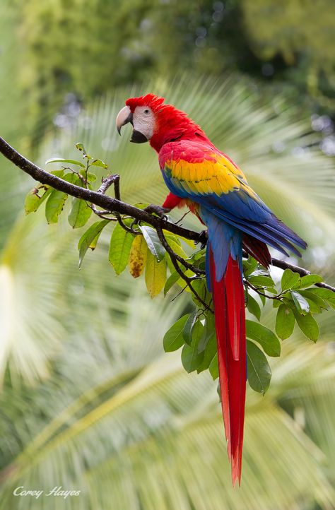 Scarlet Macaw, Sun Beautiful, Parrots Art, Fun Photography, Macaw Parrot, Photography Beach, Rare Birds, Airbrush Art, Parrot Bird