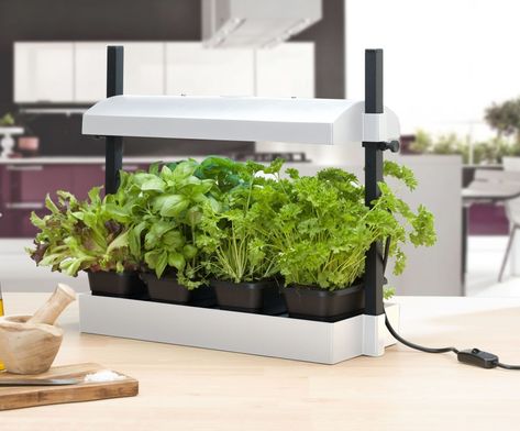 SunBlaster Micro Grow Light Garden - National Garden Bureau - Grow all year-long! Flowering House Plants, Succession Planting, Grow Lamps, Garden Canopy, Light Garden, Indoor Herb Garden, Herbs Indoors, Plant Lighting, Grow Light