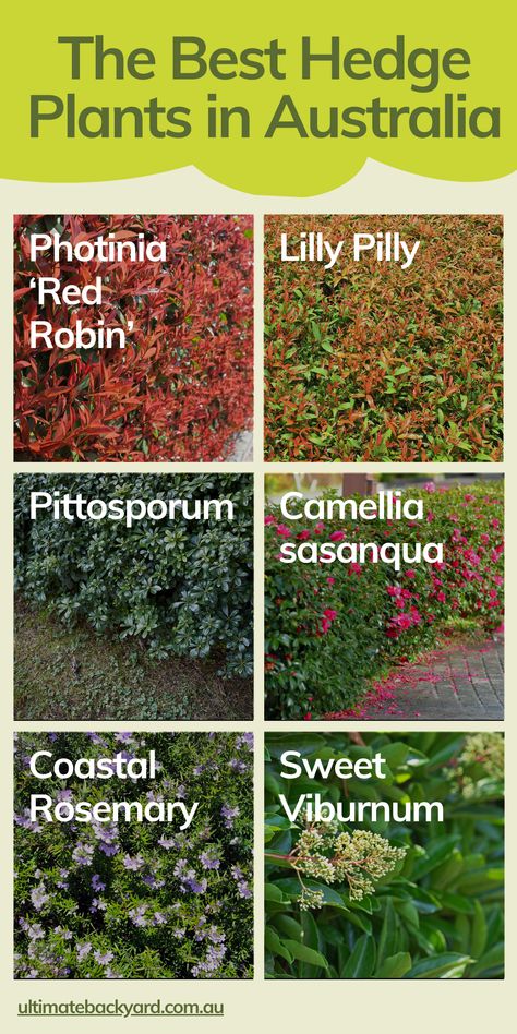 Infographic for The Best Hedge Plants in Australia Lilly Pilly Hedge Landscape Design, Privacy Hedges Fast Growing, Lilly Pilly Hedge, Growing Lillies, Hedge Plants, Fast Growing Hedge, Lilly Pilly, Privacy Hedge, Ultimate Backyard