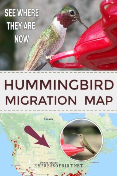 Hummingbird Migration, Winter Homes, Backyard Birds Watching, Backyard Birds Sanctuary, Hummingbird Food, Hummingbird Nectar, Hummingbird Plants, Ruby Throated Hummingbird, Hummingbird Garden