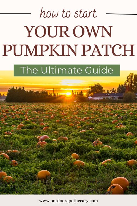 Pumpkin Patch Business, Outdoor Apothecary, How To Grow Pumpkins, Grow Pumpkins, Pumpkin Patch Farm, Types Of Pumpkins, Pumpkin Vine, Planting Pumpkins, Growing Pumpkins