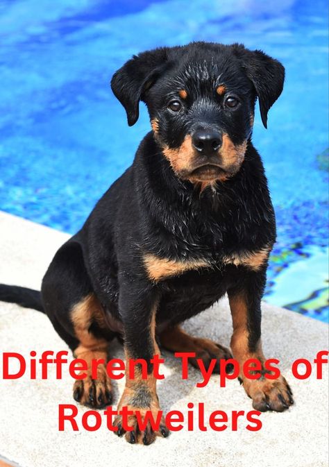 Different Types of Rottweilers Baby Rottweiler Puppies, Mini Rottweiler, Baby Rottweiler, Rottweiler Breed, Rottweiler Puppies, Rottweiler, Different Types, The Original, Puppies