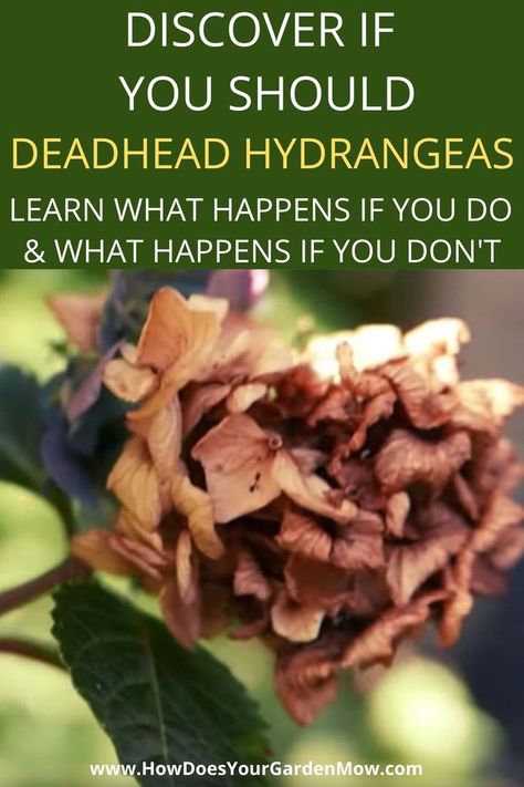 How To Deadhead Hydrangeas, Oak Leaf Hydrangea Care, Deadheading Hydrangeas, How To Deadhead Flowers, Hydrangea Bed, What To Plant With Hydrangeas, Hydrangea Plant Care, Plants In The Home, Prune Hydrangeas