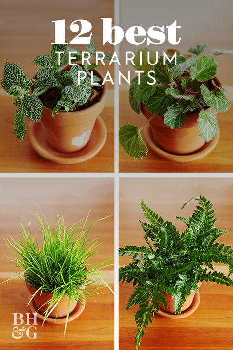 No matter what time of year it is, use our favorite selection of terrarium plants to help create your own thriving mini container garden. #terrariumplants #minicontainergarden #indoorplants #bestplantsforterrariums #bhg Plant Ideas Indoor, Best Terrarium Plants, Indoor Plant Ideas, Closed Terrarium Plants, Indoor Plants Decor, Mini Container, Build A Terrarium, Mini Serre, Indoor Plants Styling