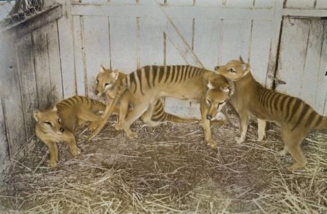 Australian Mammals, Deadly Animals, Tasmanian Tiger, Extinct Animals, Pretty Animals, Prehistoric Animals, Weird Animals, Animal Photo, Beautiful Cats