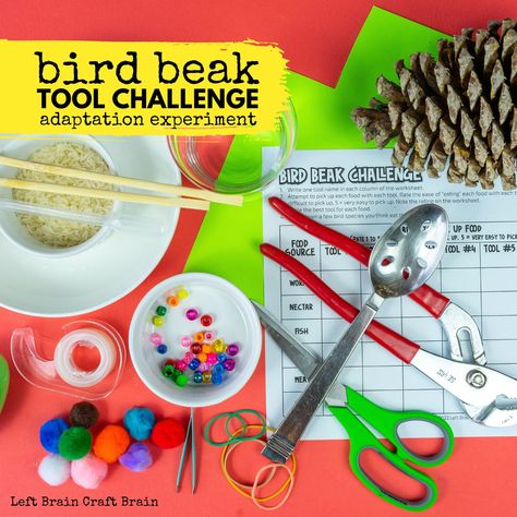 Animal Adaptations Experiments, Bird Beaks Activity, Animal Adaptations Activities, Engineering Projects For Kids, Adaptations Science, Adaptations Activities, Bird Crafts Preschool, Grade 2 Science, Brain Craft