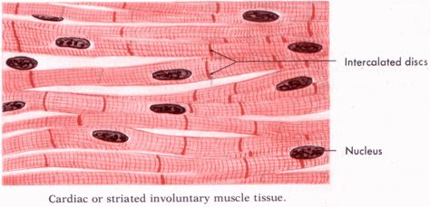 "cardiac or striated involuntary muscle tissue" Tissue Diagram, Human Body Tissue, Tissue Drawing, Cardiac Muscle Tissue, Types Of Tissue Anatomy, Anatomy Tissues, Anatomy And Physiology Tissues, Cardiac Muscle, Muscle Diagram