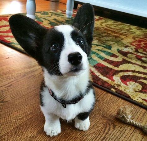 Black and white corgis are a thing?! Black And White Corgi, Black Corgi, Cardigan Corgi, Puppy Stages, Corgi Owner, Corgi Puppy, Corgi Dog, Welsh Corgi, 귀여운 동물