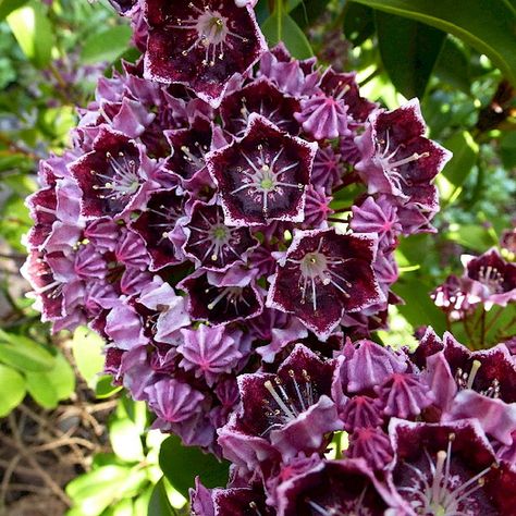 Kalmia latifolia 'Latchmin' Kalmia Flower, Laurel Flower, Kalmia Latifolia, Mountain Laurel, Kangaroo Paw, Unusual Flowers, Flower Therapy, Moon Flower, Flower Beauty