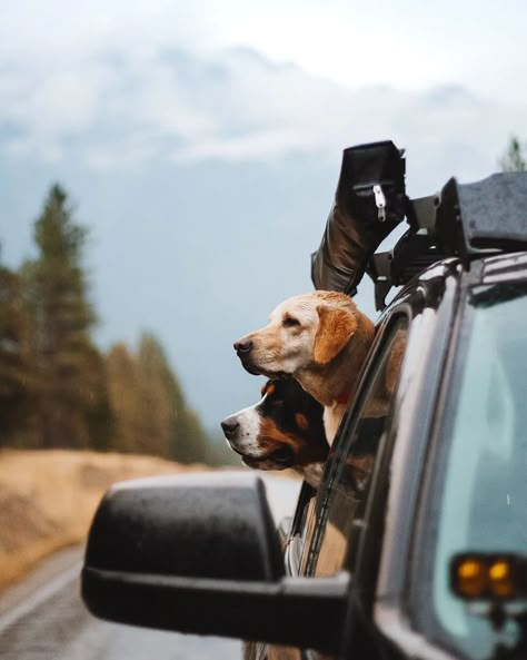 Dog Park Photography, Road Trips With Dogs, Dog And Cat Aesthetic, Dog Owner Aesthetic, Dog Bag Carrier, Dog Road Trip, Car Photoshoot Ideas, Dog Vacation, Dog In Car