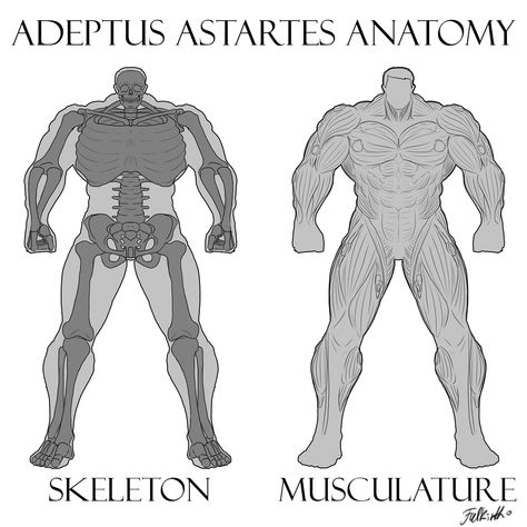 ArtStation - Adeptus Astartes - Space Marine Anatomy - Skeleton & Musculature, FALKIRTH WARHAMMER 40000 CONCEPT ARTS Space Marine Art, Warhammer 40k Figures, Adeptus Astartes, Warhammer 40k Art, Warhammer Art, Warhammer 40k Artwork, Warhammer 40k Miniatures, Dungeons And Dragons Homebrew, Character Poses