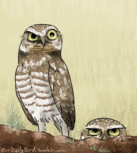 A new bird image every day! Random styles, mediums, and thoughts ahead! Funny Owl Drawing, Snow Owls, Burrowing Owls, Dogs Camping, Owl Paper, Burrowing Owl, Funny Owls, Owl Illustration, Owls Drawing