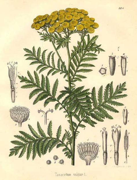 The Essential Herbal Blog: Tansy Tanacetum Vulgare, Magia Das Ervas, Herbal Plants, Herbs Plants, Healing Plants, Illustration Botanique, Herbal Healing, Herbs For Health, Wild Plants