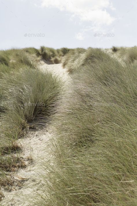 A path along a sand dune. Dune grasses. by Mint_Images. A path along a sand dune. Dune grasses. #Sponsored #dune, #sand, #path, #Mint_Images Coastal Grasses, Dune Garden, Mini Meadow, Sand Landscape, Sand House, Coastal Garden, Grass Wedding, Interactive Media, Coastal Gardens