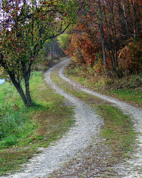 Winding Driveway, Driveway In The Woods, Wood Driveway, Wood Chip Driveway, Long Wooded Driveway, Forest Drive Aesthetic, Tree Lined Driveway Country Farms, Road Between Trees, Road Through Forest