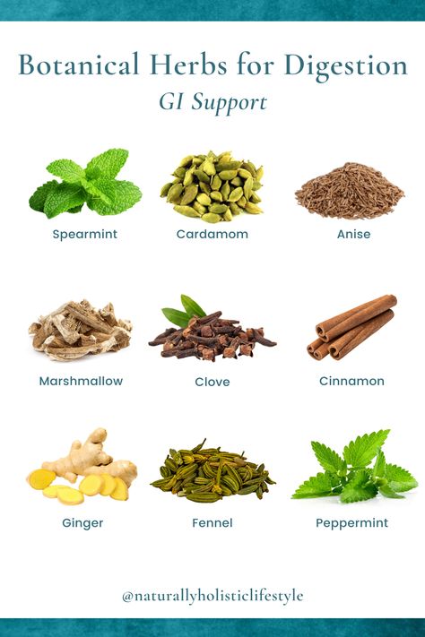 Botanical Herbs for Digestion Herbs For Gas Relief, Herbs For Gas, Herbs For Digestion, Botanical Herbs, Gas Relief, Medical Herbs, Holistic Diet, Herb Gardens, Naturopathic Medicine