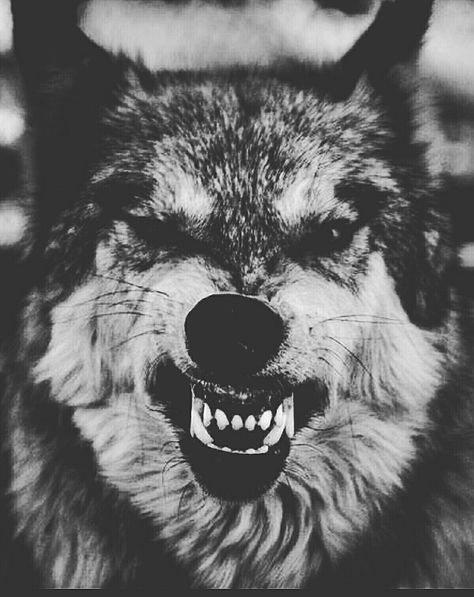 W I L D   W O L F....  #Solitary #wolf #black #white #dignity #soul #legendary #vikings #pagan #odin #alternative #goth Wolf Face Photography, Odin Face, Wolf Angry, Dogs Black And White, Wolf Tattoo Back, Small Wolf Tattoo, Wolf Black, Dog Tumblr, Dogs Photography