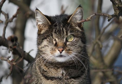 Adopting Feral Cats: Tips to Integrate Wild Cats Into Your Home Indoor Outdoor Cat, One Eyed Cat, Aggressive Animals, Pet Finder, Feral Cat, Warrior Cat Oc, Outdoor Cat, Cat Reference, Cat Pose