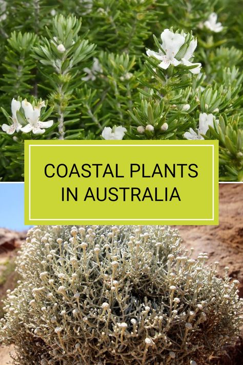 Discover coastal plants that thrive under Australian conditions, from beach to backyard. Understand how plants like Westringia Fruticosa and Cushion Bush cope with coastal challenges. If you're interested in beautiful and hardy Australian native plants, this is a great starting point. Dive into caring for these unique plants and learn how to cultivate a stunning coastal garden for your home. Read more in our detailed guide! Coastal Native Garden, Native Coastal Garden Australia, Coastal Garden Australia, Australian Coastal Garden, Australian Native Gardens, Coastal Landscape Design, Cushion Bush, Coastal Planting, Native Australian Garden