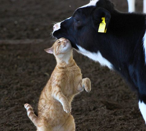 Cow Cat, Black Cow, Animals Friendship, Baby Cows, Cat Boarding, Cat Sitting, Cute Cows, Silly Animals, Animal Sketches