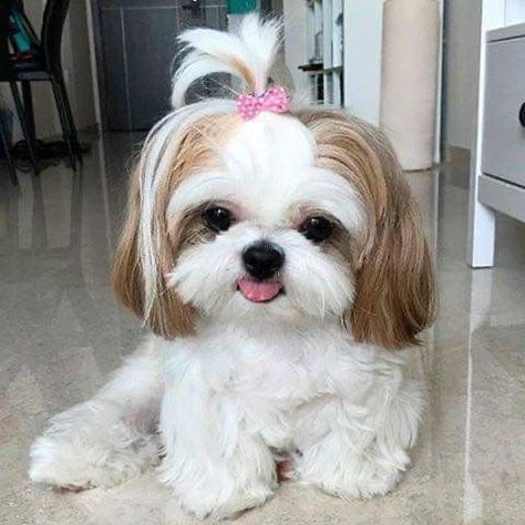 💗 Shih Tzu Haircuts, Perro Shih Tzu, Chien Shih Tzu, Shitzu Dogs, Shih Tzu Grooming, Shitzu Puppies, Cute Small Dogs, Really Cute Puppies, Super Cute Puppies