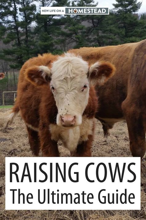 Cow Enrichment Ideas, Raising Cows, Animal Farming, Cow Feed, Livestock Shelter, Pet Cows, Raising Cattle, Beef Cow, Raising Farm Animals