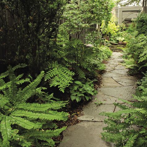 Plants for Shady Passageways - FineGardening Shady Pathway Garden, Garden Alley, Narrow Gardens, Plants For Shady Areas, Hydrangea Vine, Nice Animals, Wine Garden, Townhouse Garden, Narrow Garden