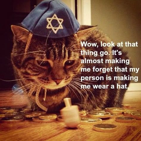 Cat Sitting Down, Cat Celebrating, Cats In Hats, Hebrew Roots, Shabbat Shalom, Jewish Holiday, Jewish Holidays, Happy Hanukkah, Pet Holiday