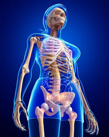 Skeleton Side View, Thorax Anatomy, Skeleton Poses, Inside Human Body, Human Rib Cage, Skeleton System, Skeleton Silhouette, Human Skeletal System, Skeleton Human