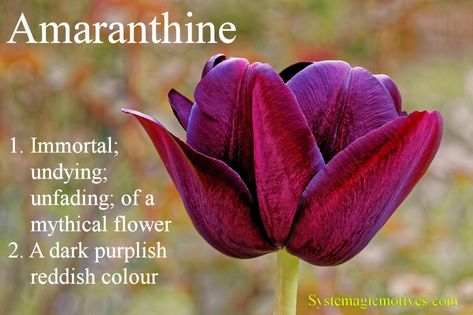 Amaranthine Myth Gods, Gifts For Young Women, Magnolia Parks, Magnolia Park, Purple Spring, Types Of Roses, Prophetic Art, Amaranth, Violet Purple