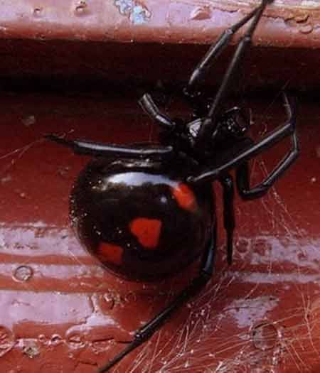 Heart shape on a spider Red Widow Spider, Poisonous Spiders, Arachnids Spiders, Spiders And Snakes, Black Widows, Hearts In Nature, Crossville Tn, Heart In Nature, Widow Spider