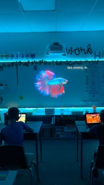 Cormiea4fun ✏️ 📓 🍎 on Instagram: "Classroom calming screen Betta pet fish linked in bio Linktree #classroom #bettafish #aquarium #teachersofinstagram #teacher #screensavers #classroomideas #calm" Fish Tank In Classroom, Classroom Fish Tank, Bettafish Aquarium, 2023 Classroom, Classroom Theme Decor, Pet Fish, Class Design, Classroom Theme, Future Classroom