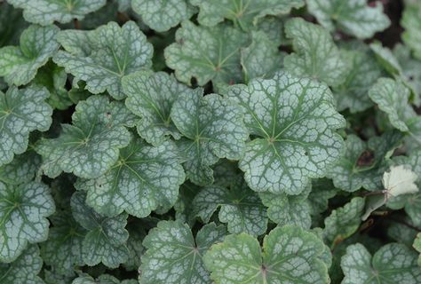 Mt. Cuba Center | Heuchera americana 'Dale's Strain' - Mt. Cuba Center Short Plants, Blue Highlights, All Plants, Growing Plants, Garden Landscaping, Cuba, Perennials, Seeds, Herbs